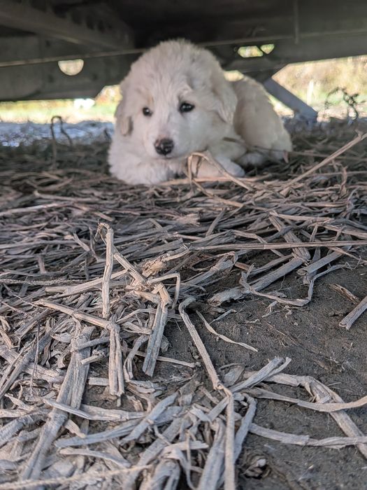Urgent! Cățelușa pentru adopției