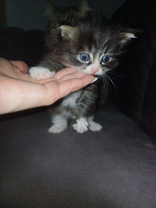 Отдам в добрые руки