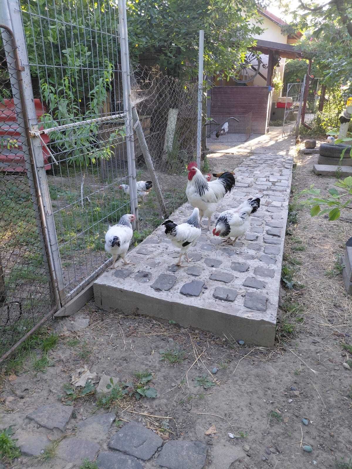 pui găina rasa susex
