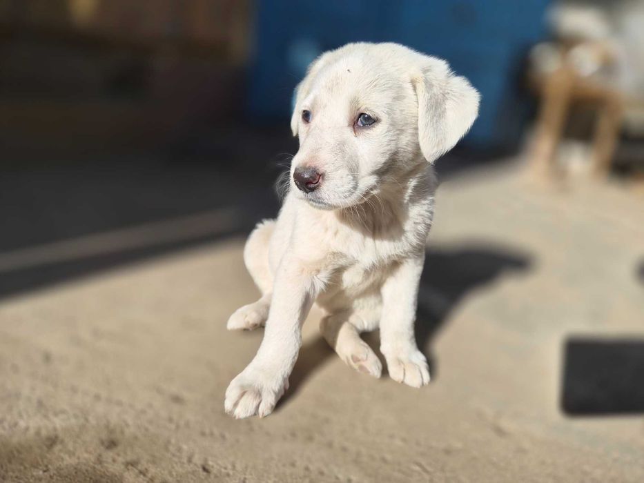 Catelusi albi stramos labrador metis
