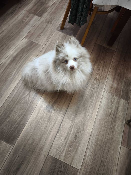 Кобель немецкого шпица