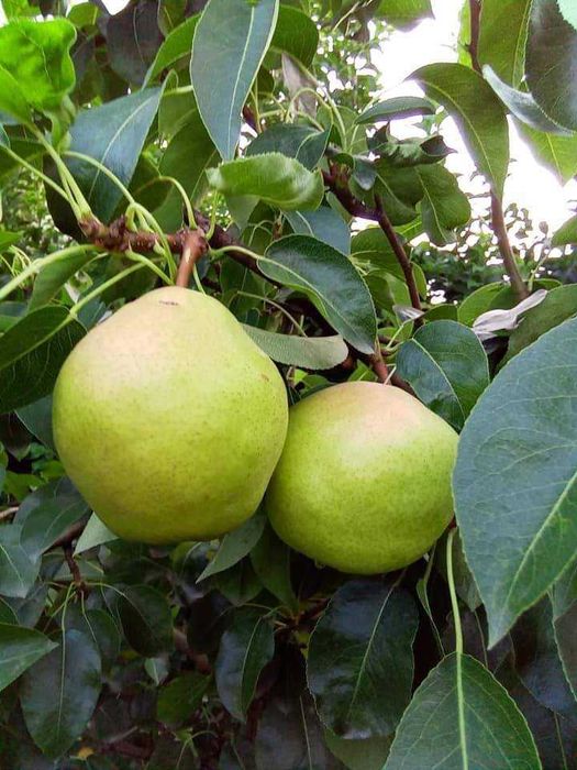 Pomi fructiferi direct de la producător