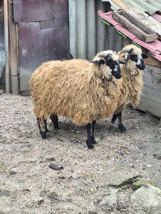 Disponibile oite din primavara aceasta bine desvoltate  si grase