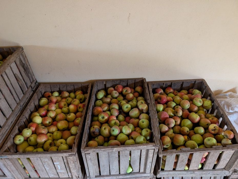 Vând mere pentru consum / suc producție proprie