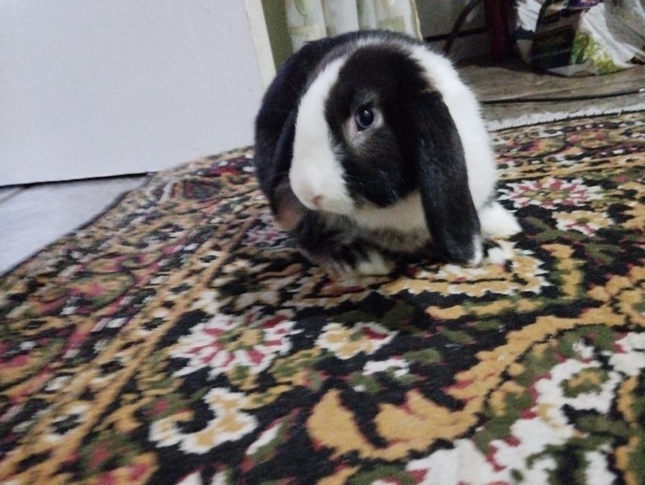 Oq qora dekarativ quyon sotiladi