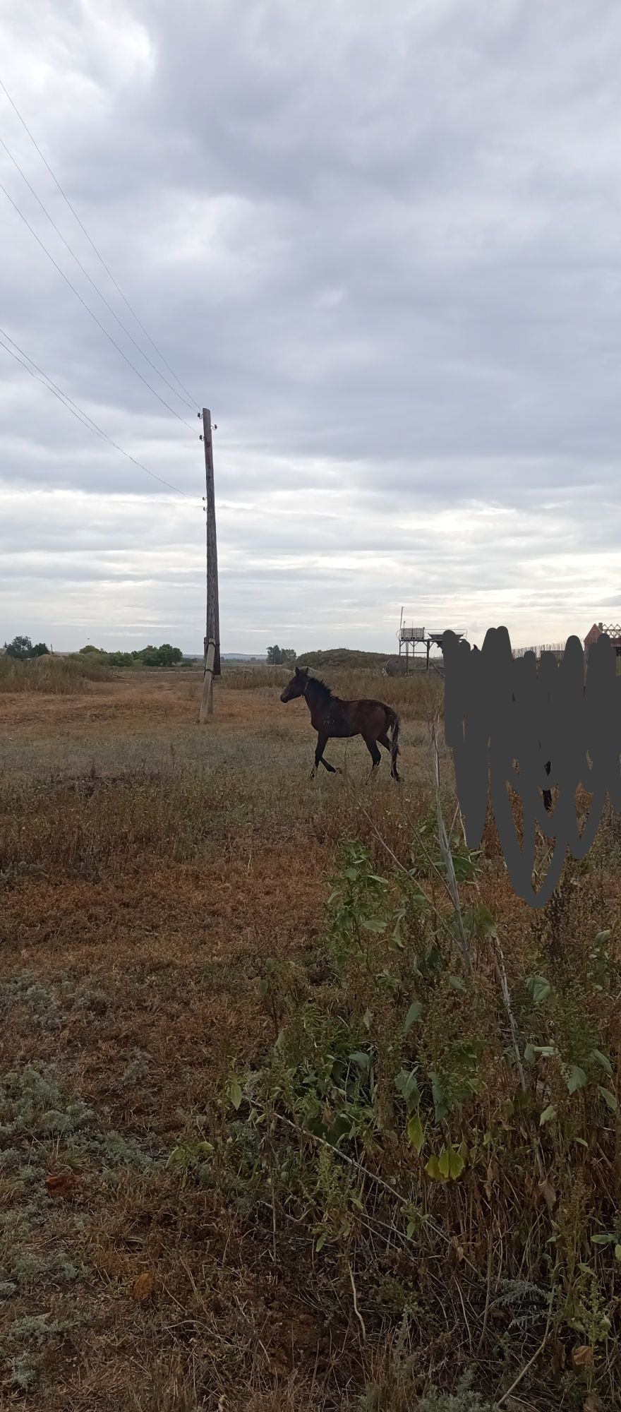Продам кобылу с жеребёнком и полторашку ұрғашы