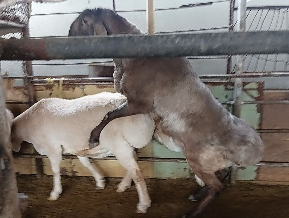 Afĝon qõy sotiladi