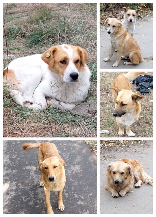 Собачки ищут дом