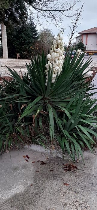 Градинска студоустойчива вечно зелена юка