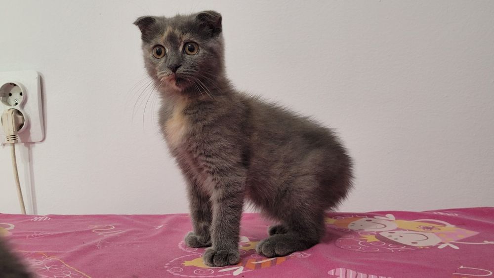 Scottish straight și scottish fold.