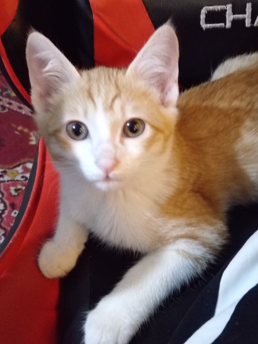 Отдаются в добрые руки котята, 2 месяца.