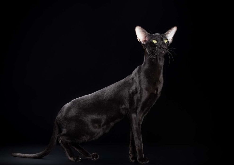 Чёрные Эбони- Ориенталы! КОТЯТА-