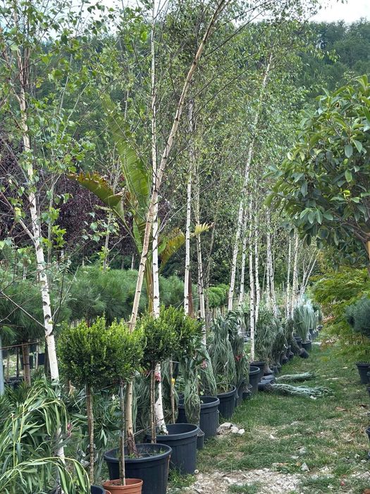 Mestecan alb decorativ