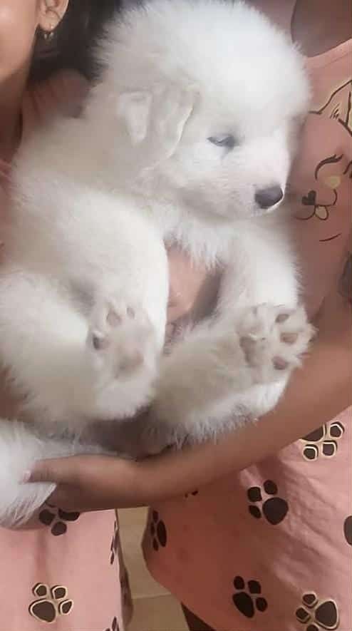 Куче самоед  на 3 месеца