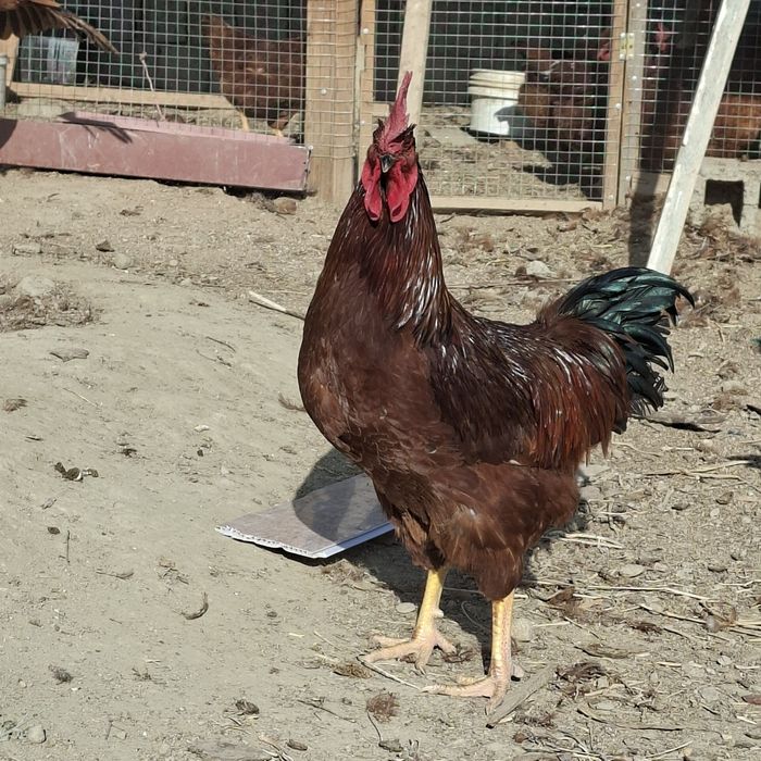 Xuroz sotaman.   Куры петухи