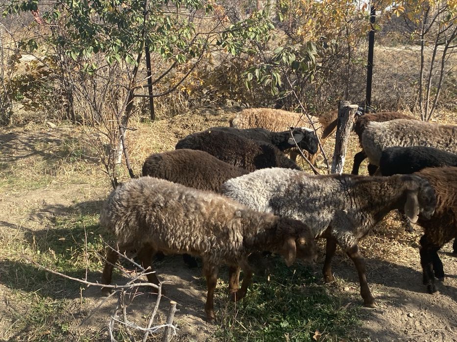 Семіз қой сатылады бағасы келісімді