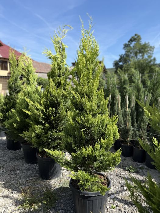 Vând Leylandi/Leylandi gold calitate extra