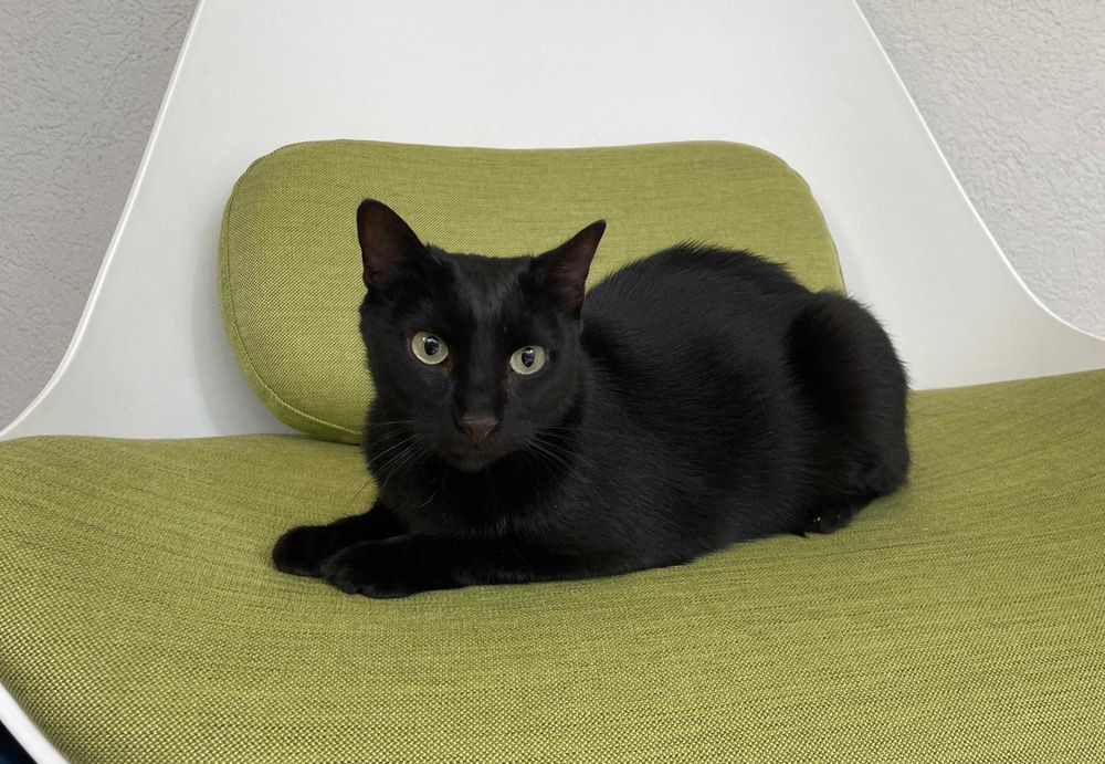 Cici, pisicuta sterilizata pentru adoptie
