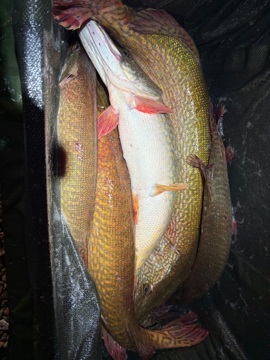 Stiuca repopulare , caras viu , fitofag , peste viu