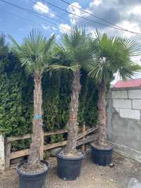 Palmier 2,5m rezistent la inghet