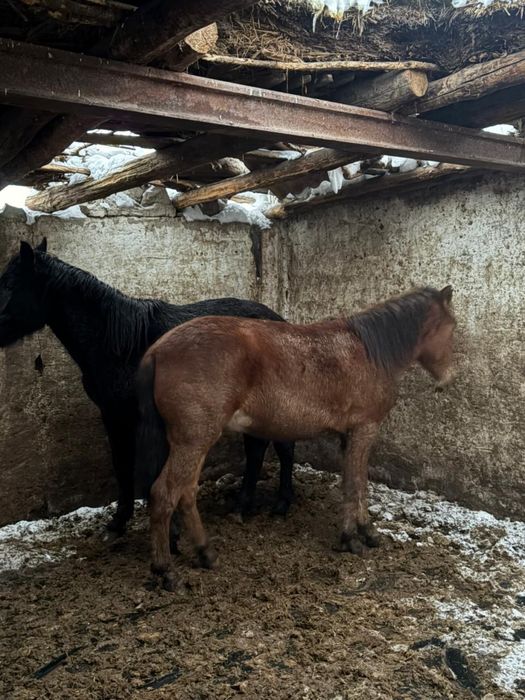 Семіз тайлар / тайчики с откорма