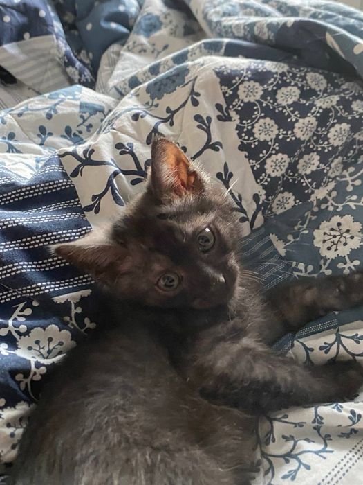 Отдам котика в добрые руки