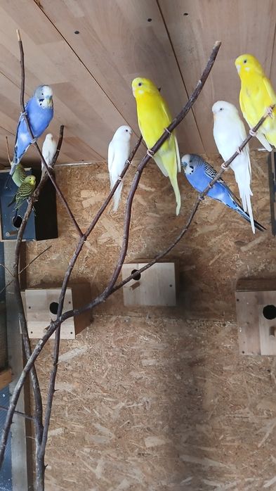 Vand sau schimb perusi