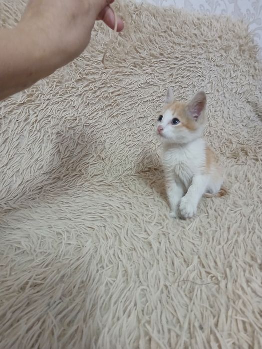 Отдам котенка в хорошие руки