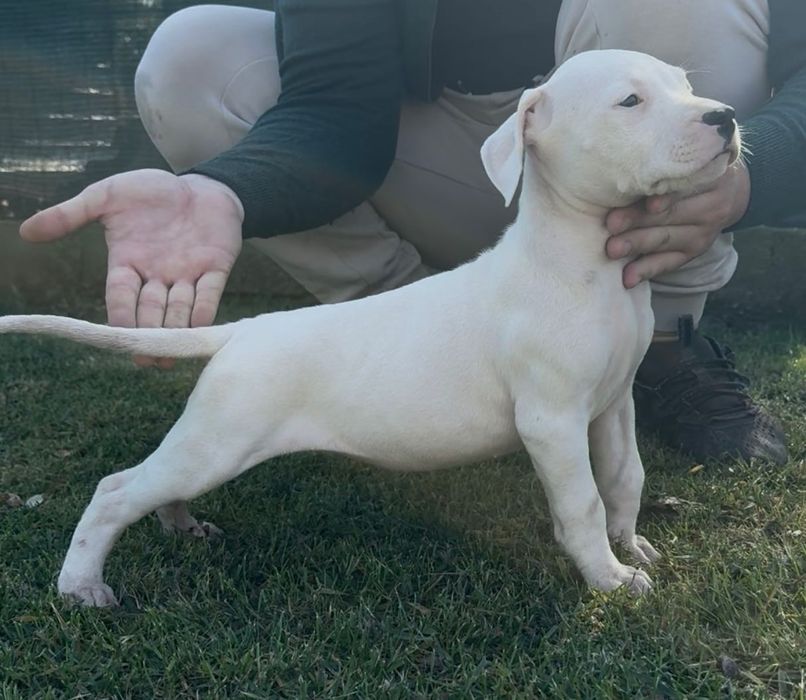 Dog Argentinian cu Pedigree