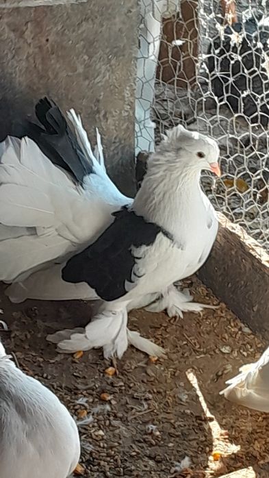 Vând porumbei, voiajori sport ptr maraton și ornament diversificat