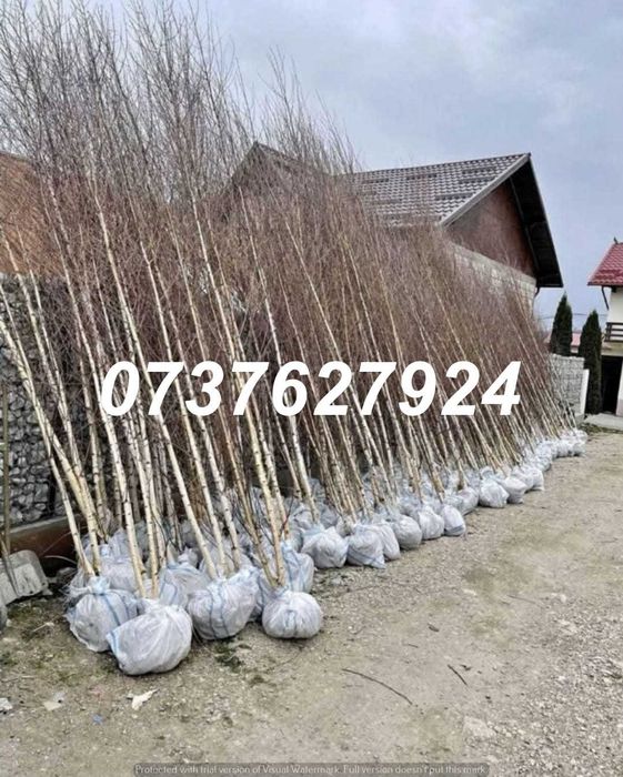 Vânzare Foioase Premium: Platan, Carpen, Mesteacăn | ZERO RISC