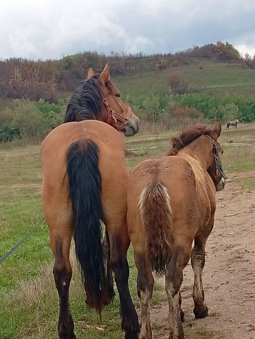 Mânza de 2 ani jumate