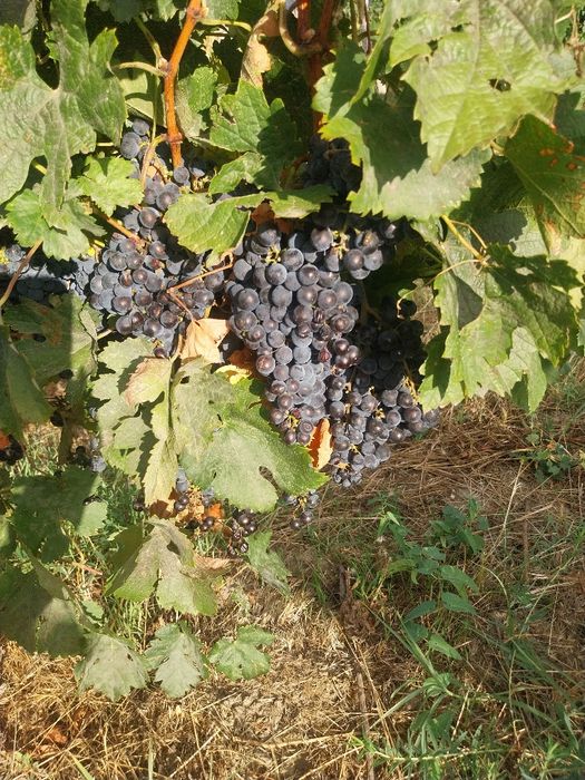 Struguri negri merlot