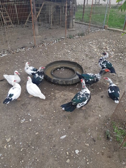 Rațe și rățoi mute