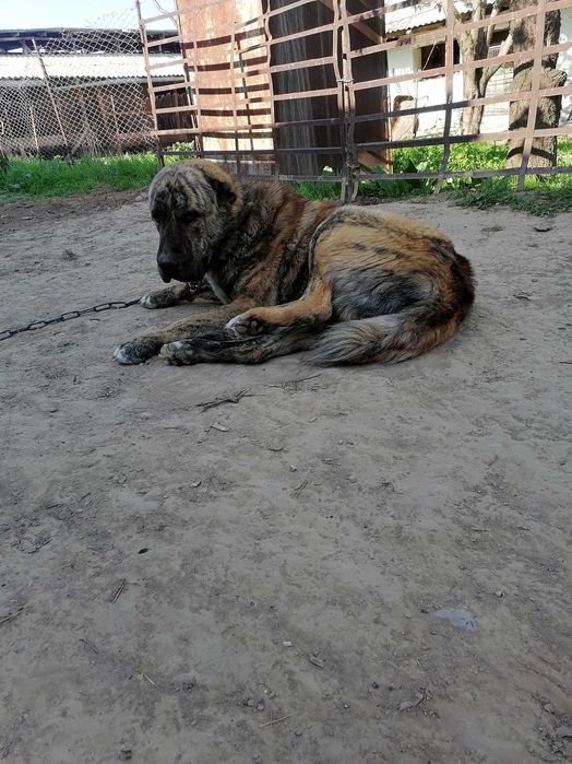 Алабай срочно ойыны жаксы