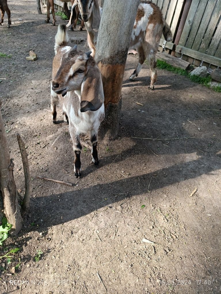 Vand ied si ieduță