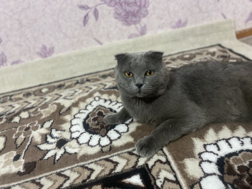 Шодланский кот на вязку