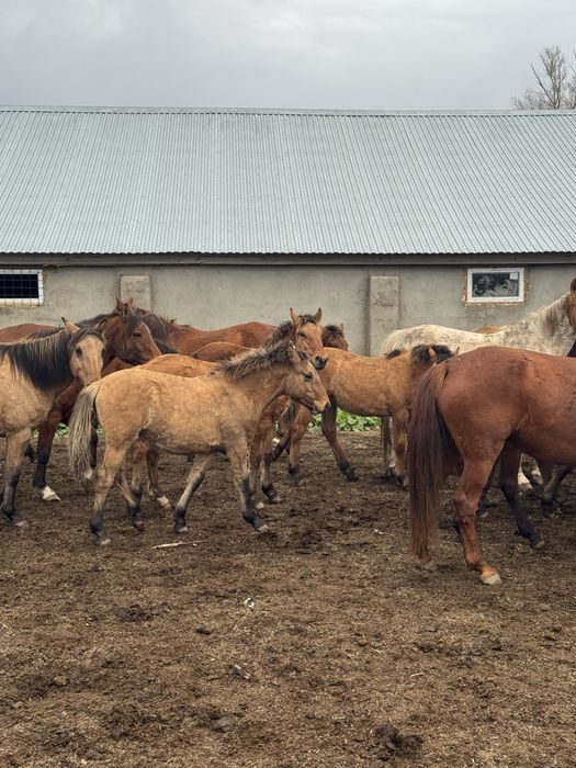 Жабагы еркек жане ургашы