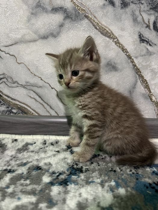 Асал киз мушукча сотилади