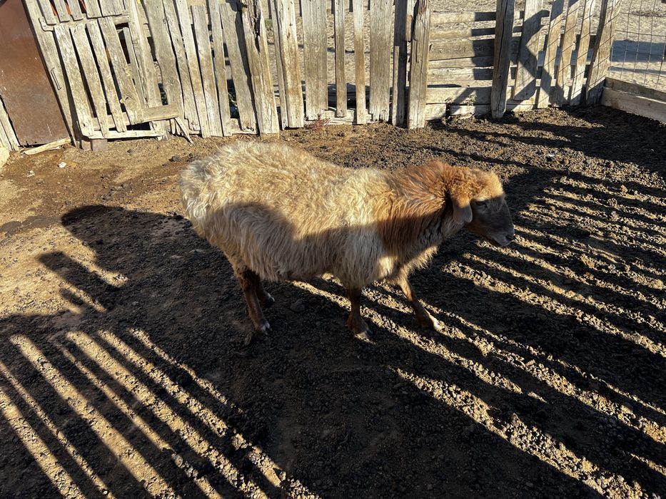 Қой сатылады 70000 тг
