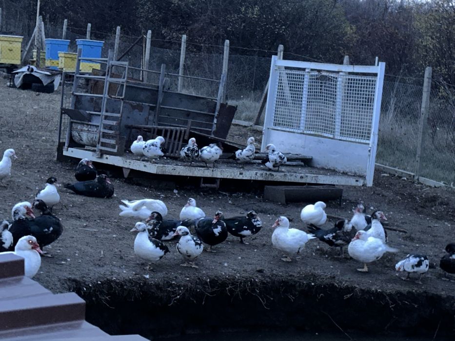 Неми патици за клане