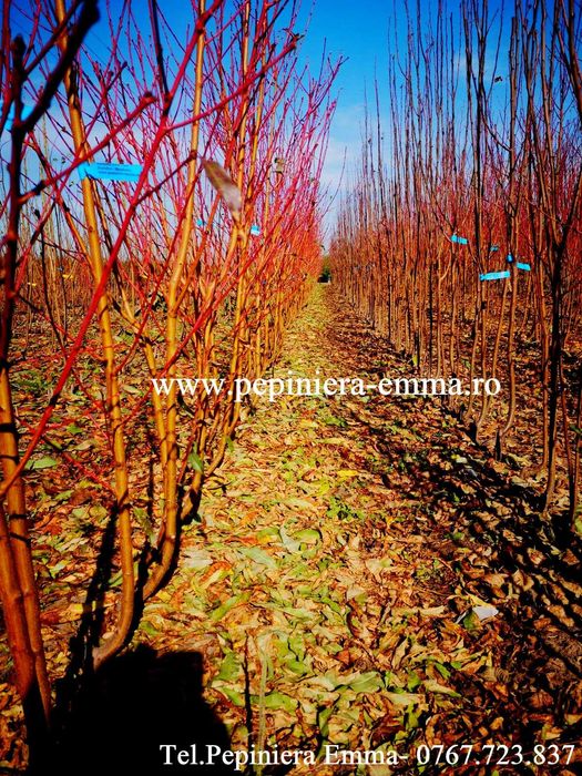 Pepiniera Emma  - POMI FRUCTIFERI ALTOITI - Livram in toata Romania