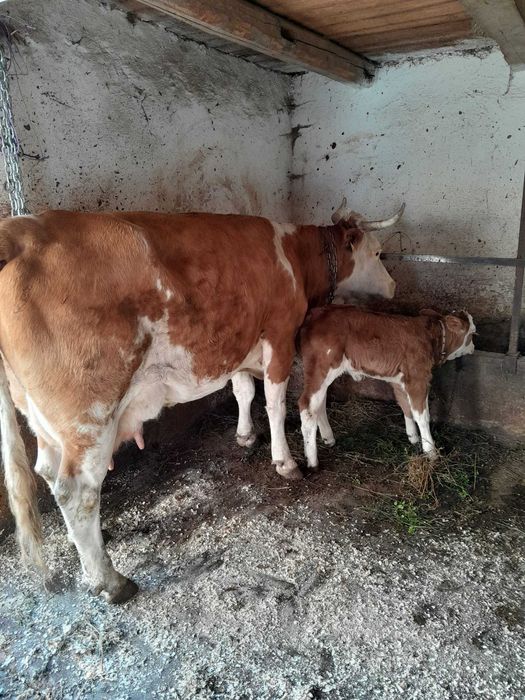 Vând vacă cu vițel