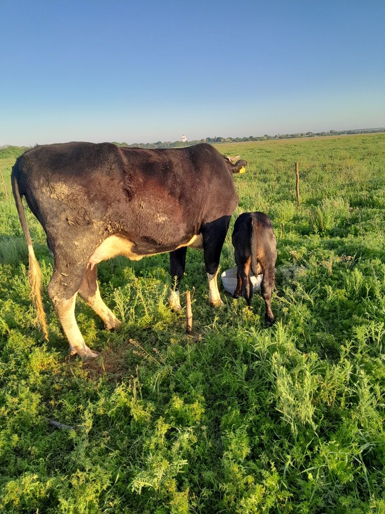 Vaca cu vitel de vânzare