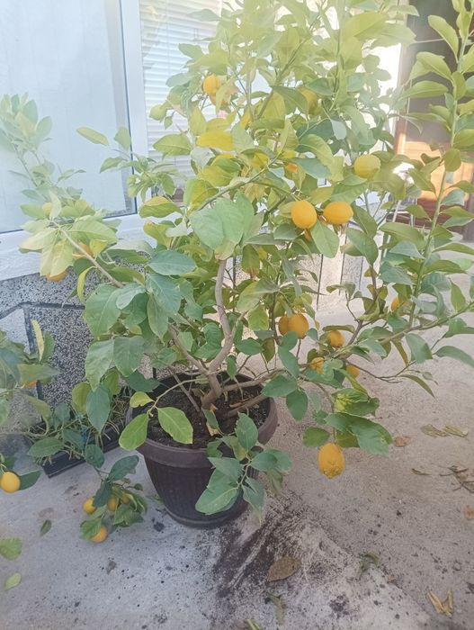 Лимоново дърво ароматен