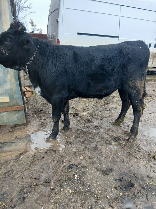 Vând taurasi bun de crescut