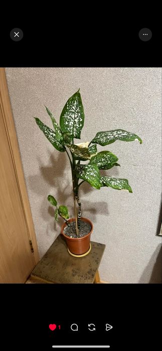 Диффенбахия 4000