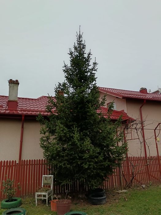 Brad Crăciun 6 metri