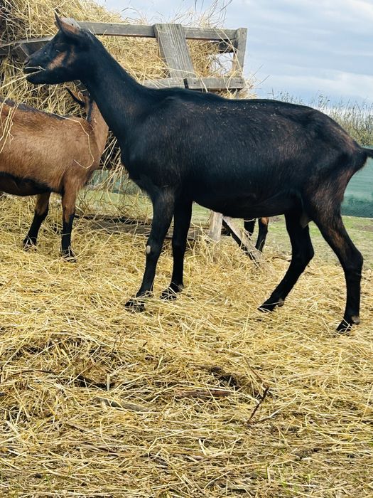 Alpina Franceza De Vanzare