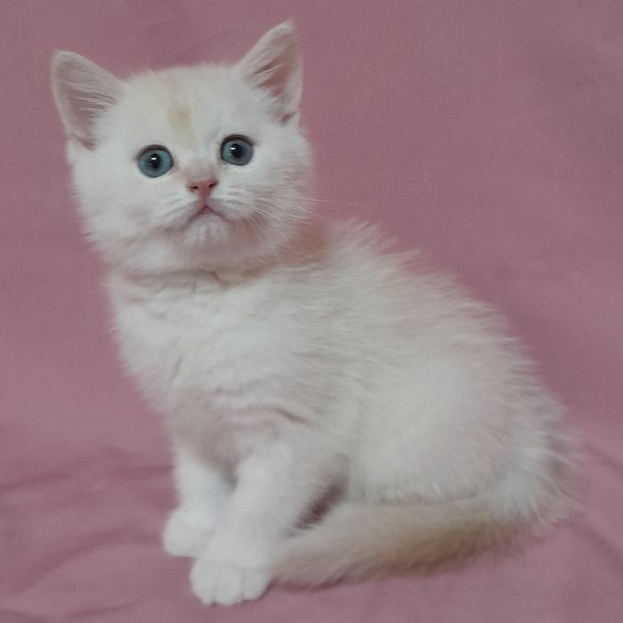 Продается  шикарный голубоглазый мальчик шиншилла,скотишстрайт.